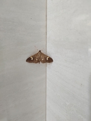 Pyraloidea