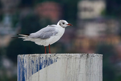Chroicocephalus ridibundus