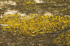 Candelariella efflorescens