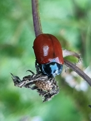 Melasomoptera