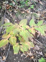 Fraxinus americana