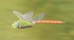 Anax longipes
