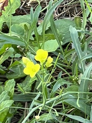 Diplotaxis tenuifolia