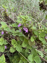 Ballota nigra