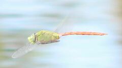 Anax longipes