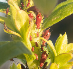 Uroleucon nigrotuberculatum