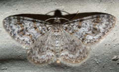 Hydrelia inornata