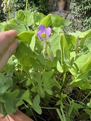 Oxalis latifolia