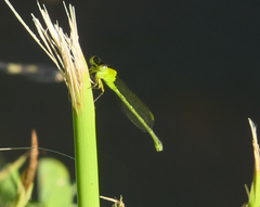 Ischnura pruinescens