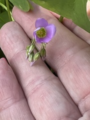 Oxalis latifolia