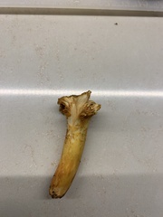 Cantharellus cibarius