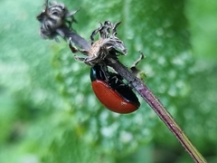 Melasomoptera