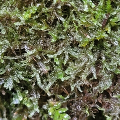 Lophocolea bidentata