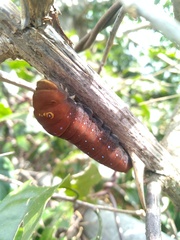 Papilio multicaudata multicaudata