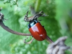 Melasomoptera
