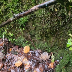 Lophocolea bidentata