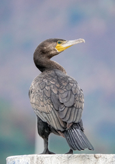 Phalacrocorax carbo