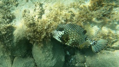 Lactophrys triqueter