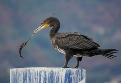 Phalacrocorax carbo