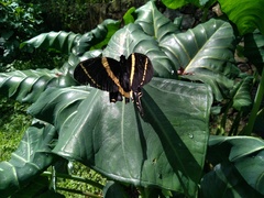 Papilio garamas garamas