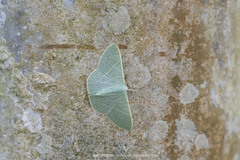 Pelagodes antiquadraria