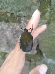 Cotinis mutabilis typica