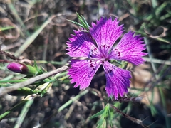 Dianthus seguieri