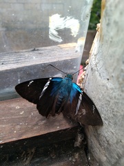 Astraptes fulgerator azul