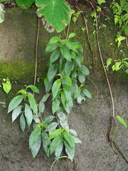 Tricyrtis formosana