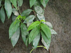 Tricyrtis formosana