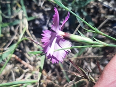 Dianthus seguieri