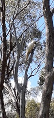 Cacatua galerita galerita