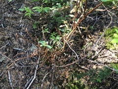 Calyptospora columnaris