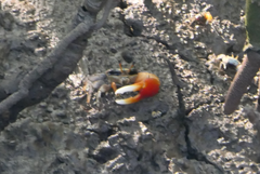 Tubuca coarctata