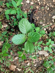 Stachytarpheta jamaicensis