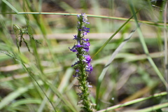 Lobelia fenestralis