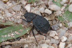 Trogidae