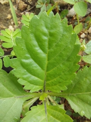 Stachytarpheta jamaicensis