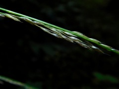 Muhlenbergia tenuiflora