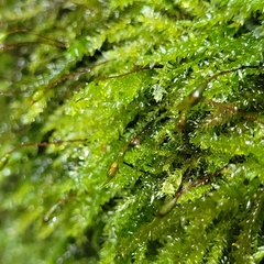 Plagiothecium denticulatum