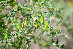 Datura quercifolia