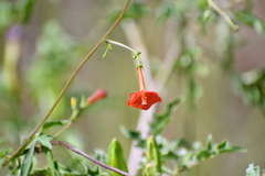 Ipomoea cristulata