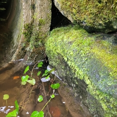 Plagiothecium denticulatum