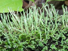 Cladonia coniocraea