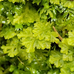 Trichocolea tomentella