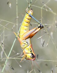 Phoetaliotes nebrascensis