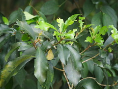 Ardisia sieboldii