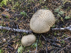 Caloboletus conifericola