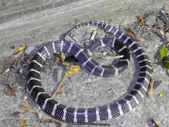 Bungarus multicinctus