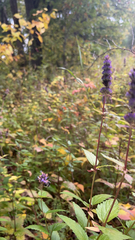 Agastache foeniculum